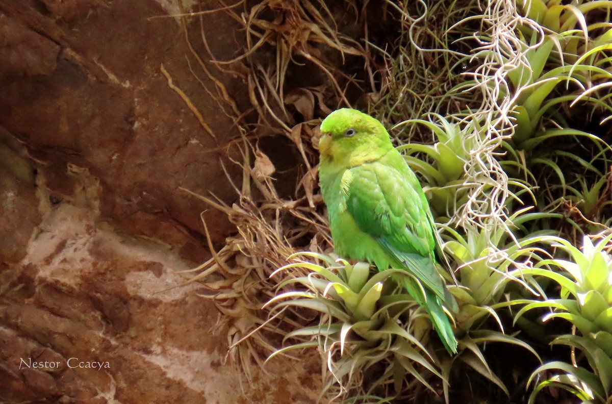 Andean Parakeet - ML198018431