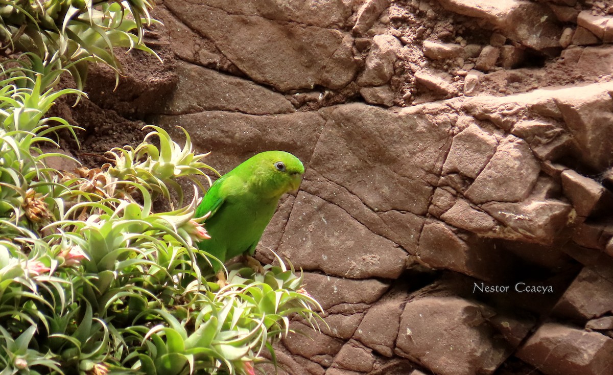 Andean Parakeet - ML198018461