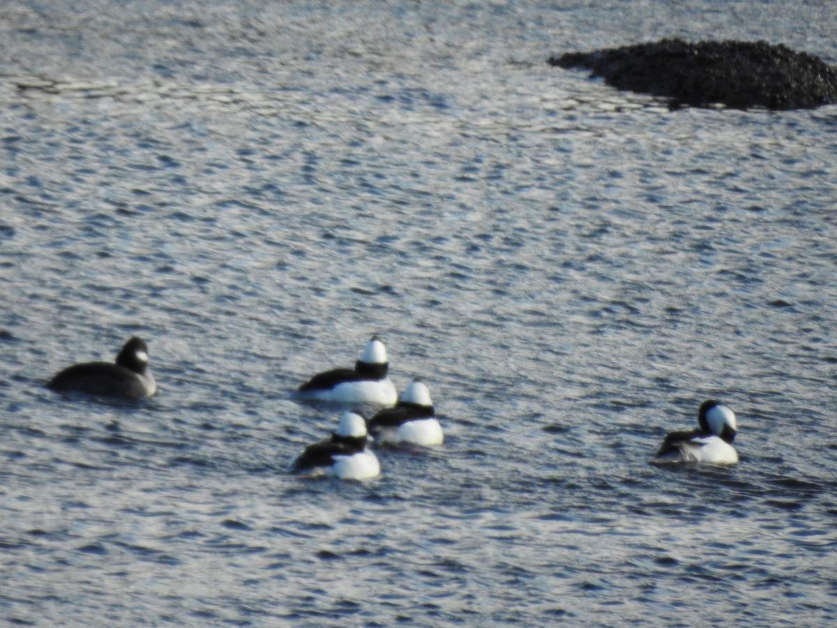 Bufflehead - ML198018871