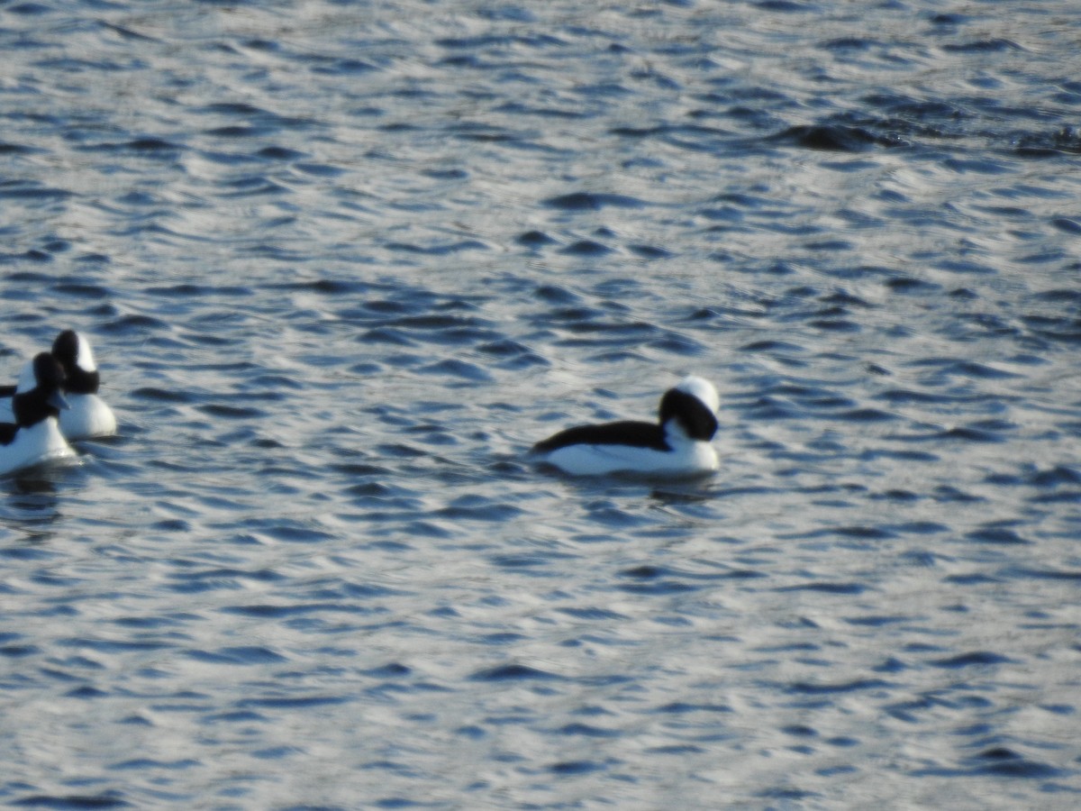 Bufflehead - ML198018911