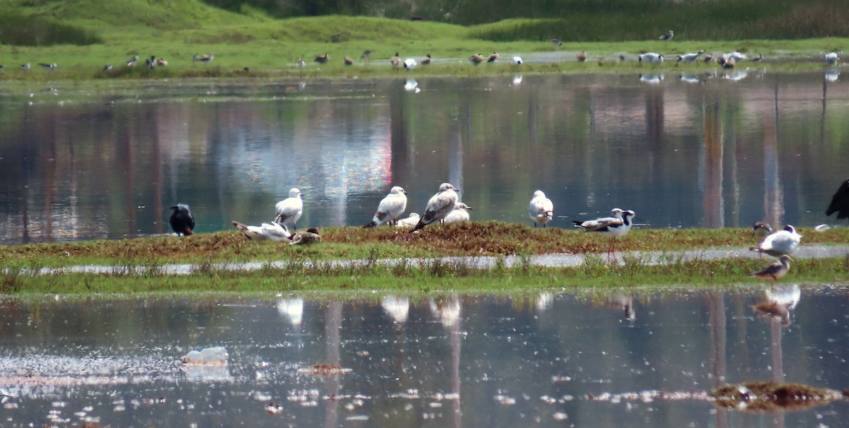 Andean Gull - ML198019061