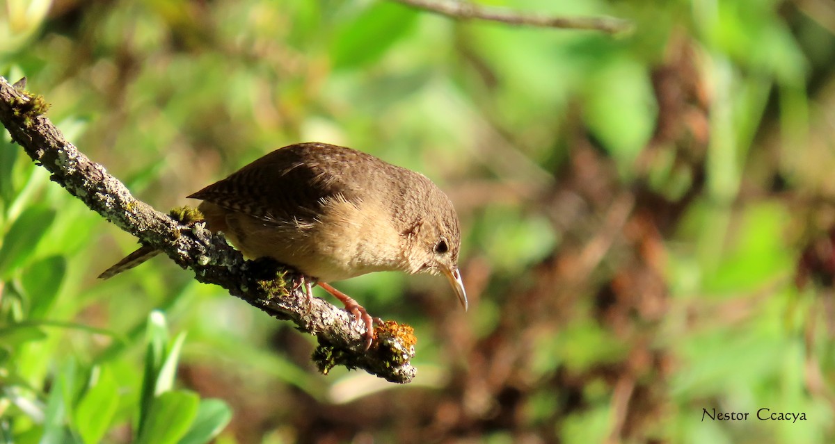 Southern House Wren - ML198019311