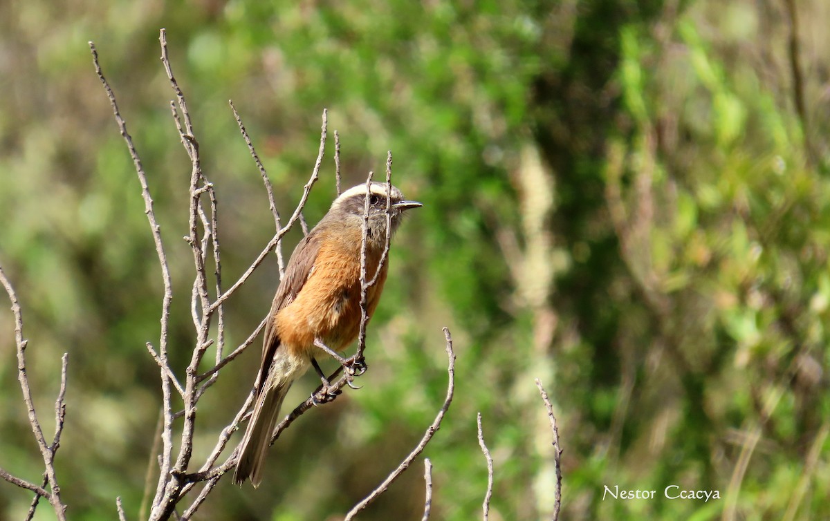 d'Orbigny's Chat-Tyrant - ML198019751
