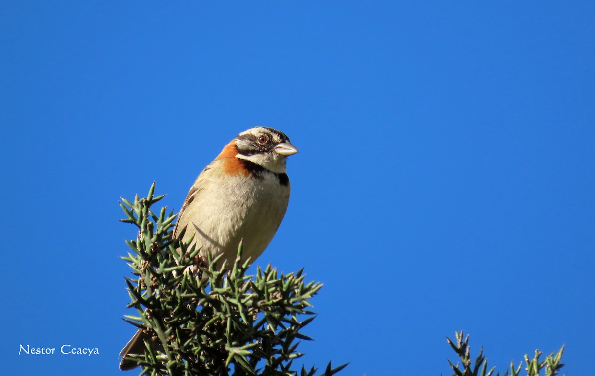Rufous-collared Sparrow - ML198019891