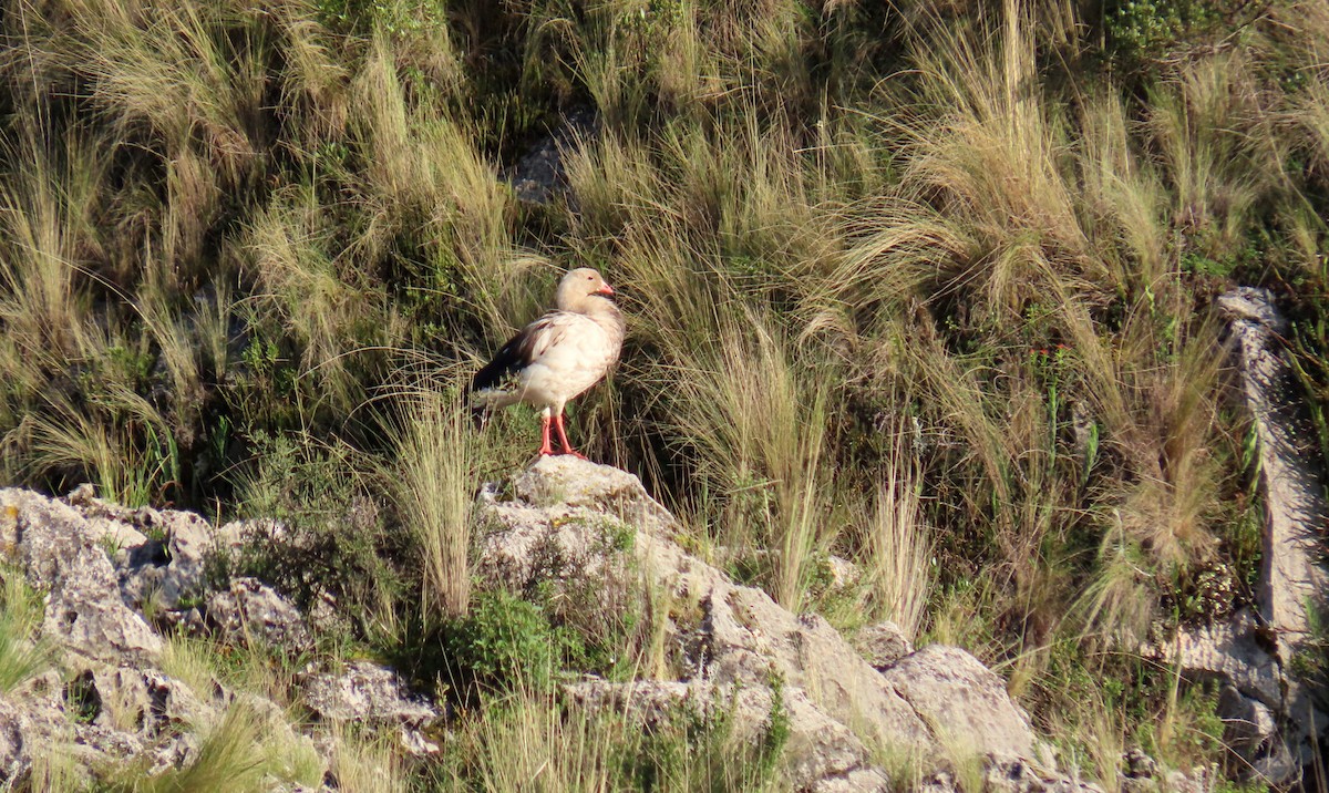 Andean Goose - ML198019901