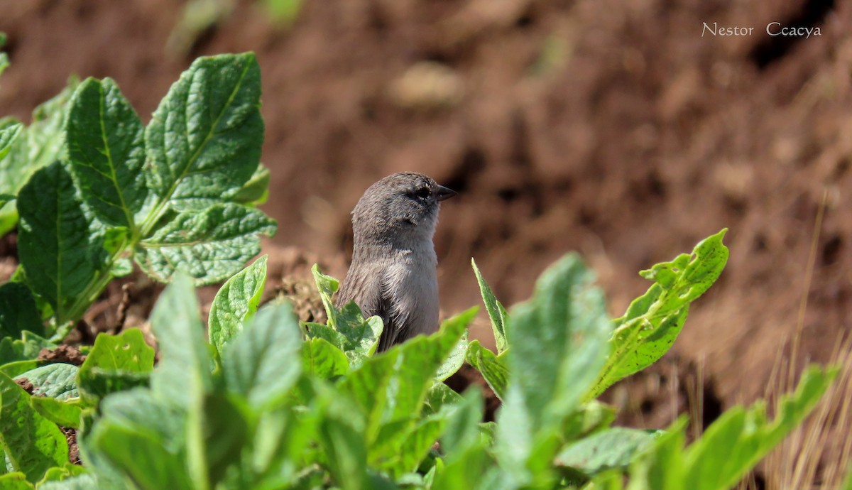 Ash-breasted Sierra Finch - ML198019941