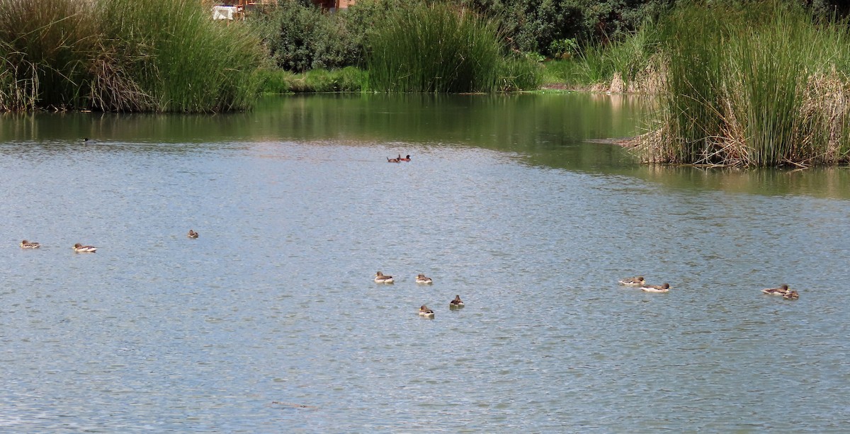 Yellow-billed Teal - ML198021191