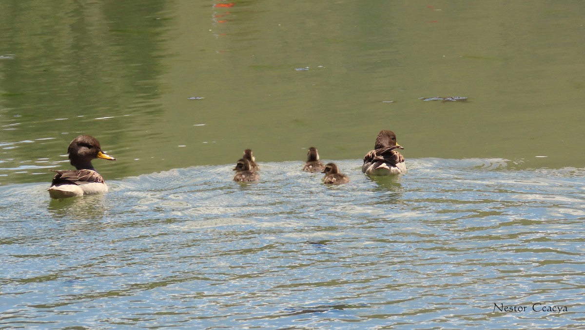 Yellow-billed Teal - ML198021251
