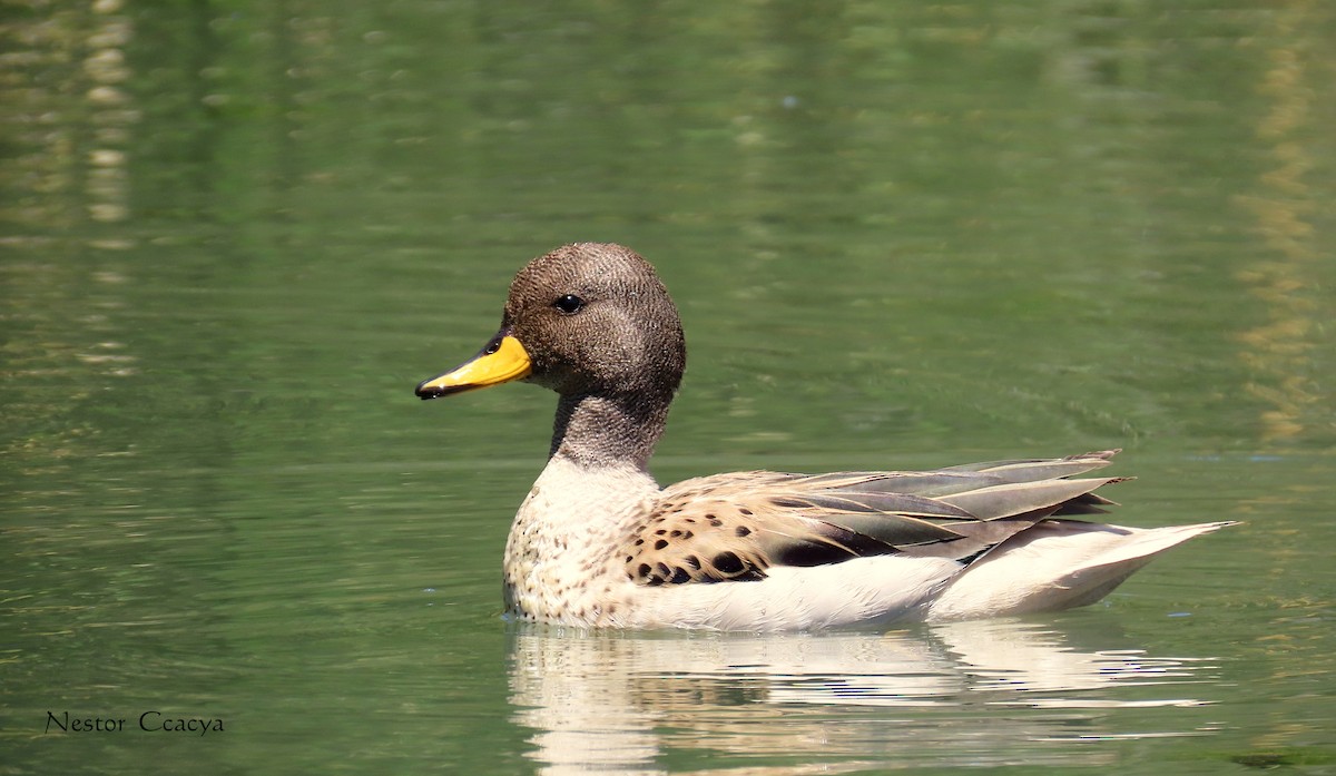 Yellow-billed Teal - ML198021311