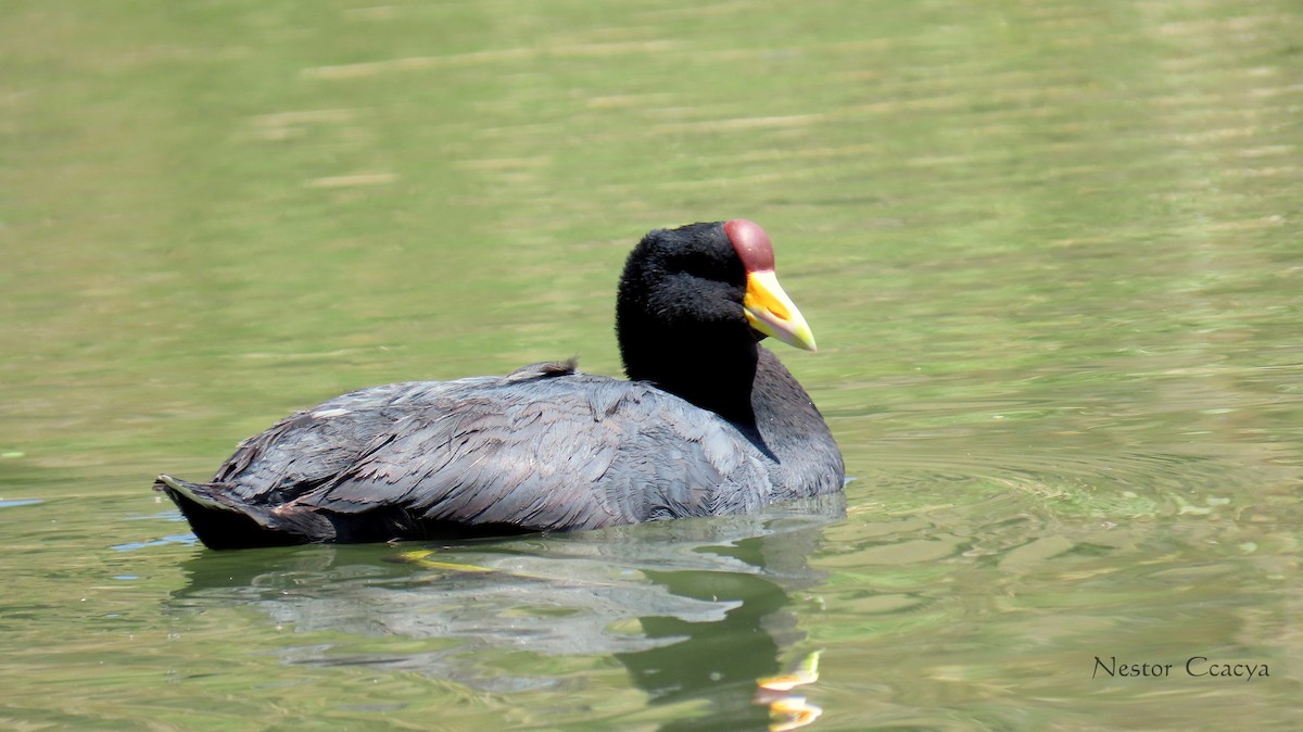 Slate-colored Coot - ML198021391