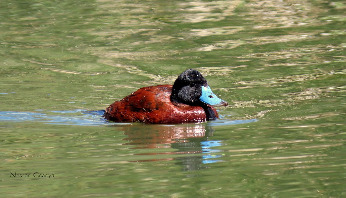 Andean Duck - ML198021411