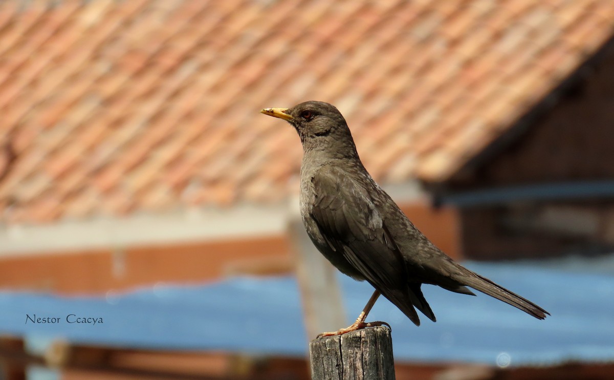 Chiguanco Thrush - ML198021551