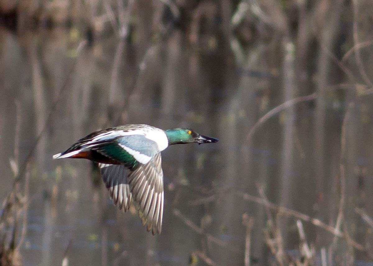 Northern Shoveler - ML198023221