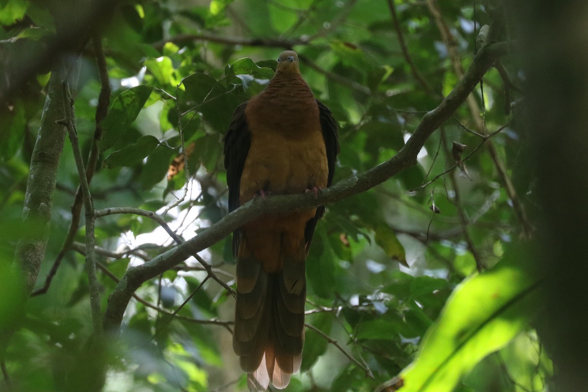 Brown Cuckoo-Dove - ML198023321