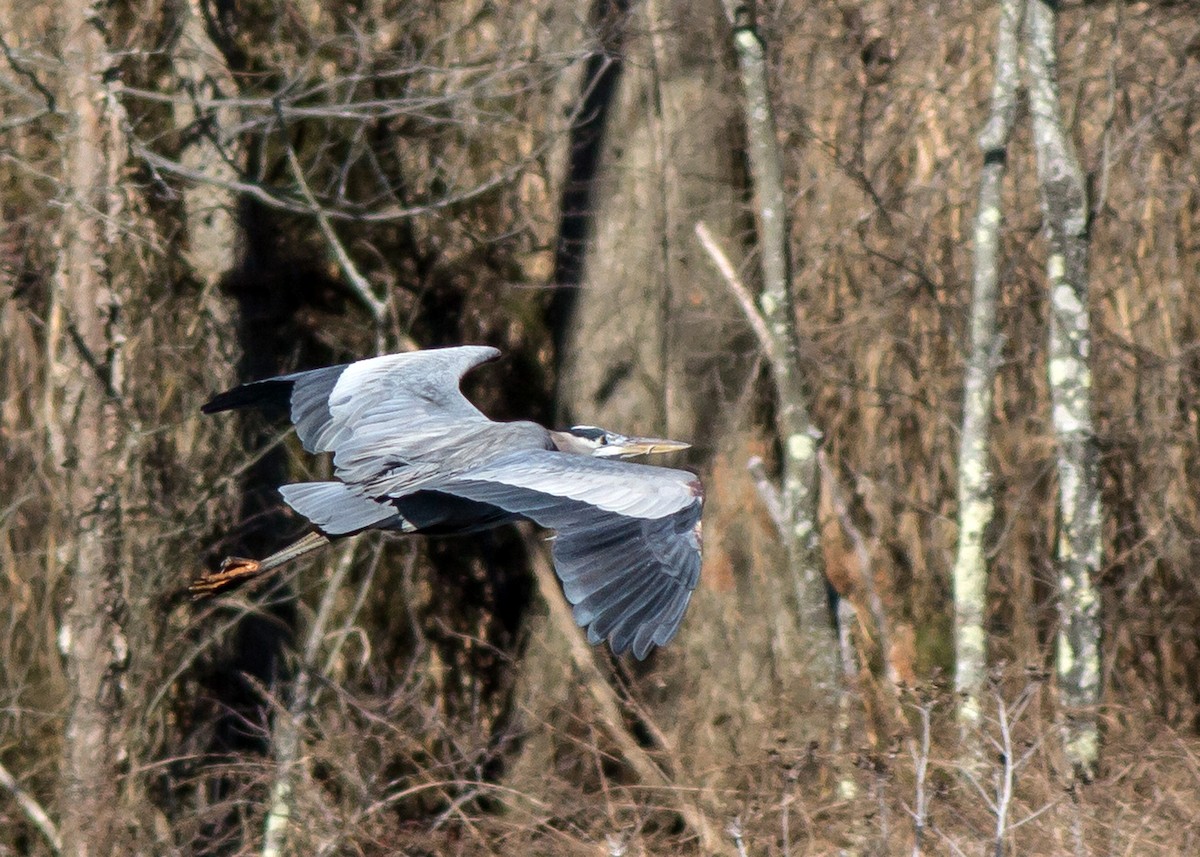 Garza Azulada - ML198023351