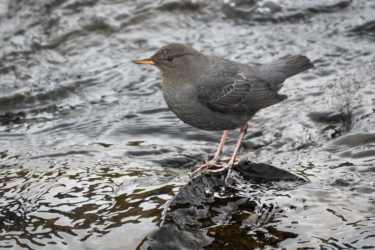 American Dipper - ML198023941