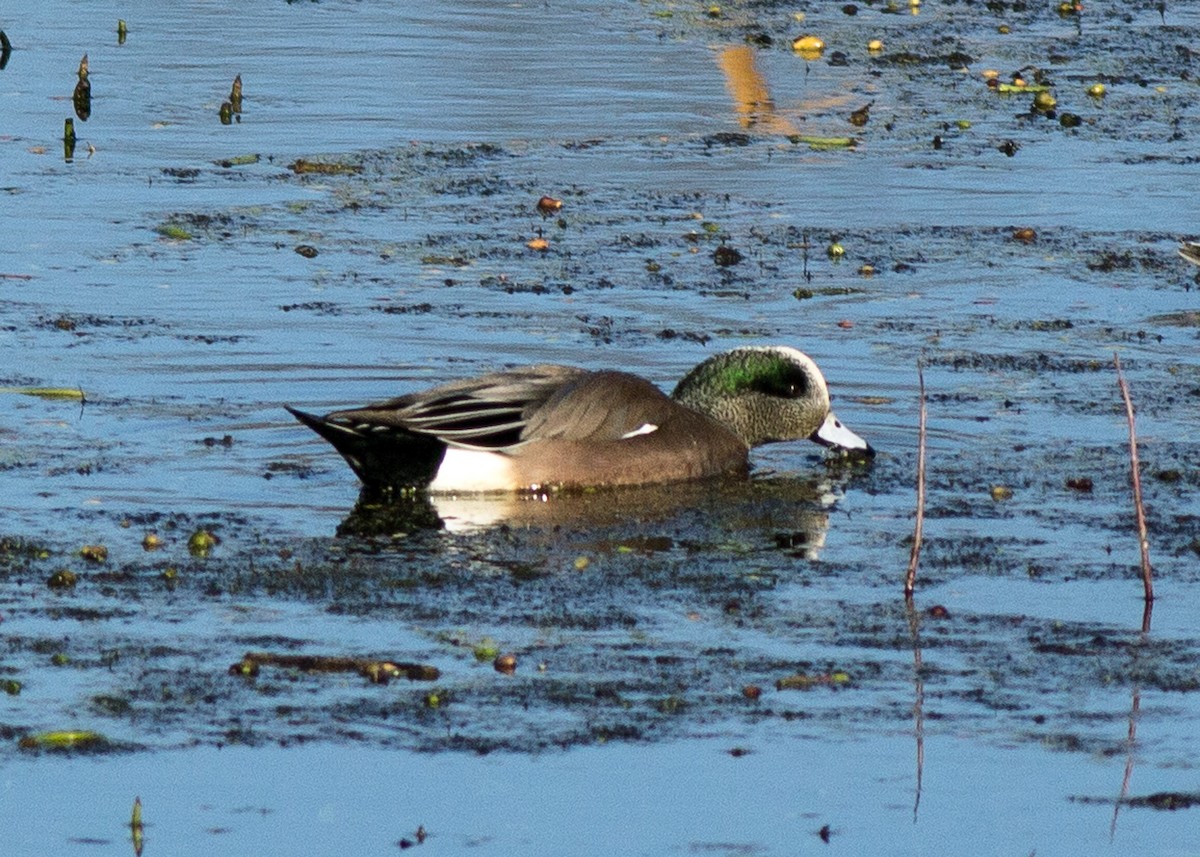 American Wigeon - ML198024101