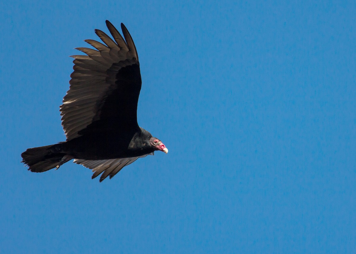 Turkey Vulture - ML198025041