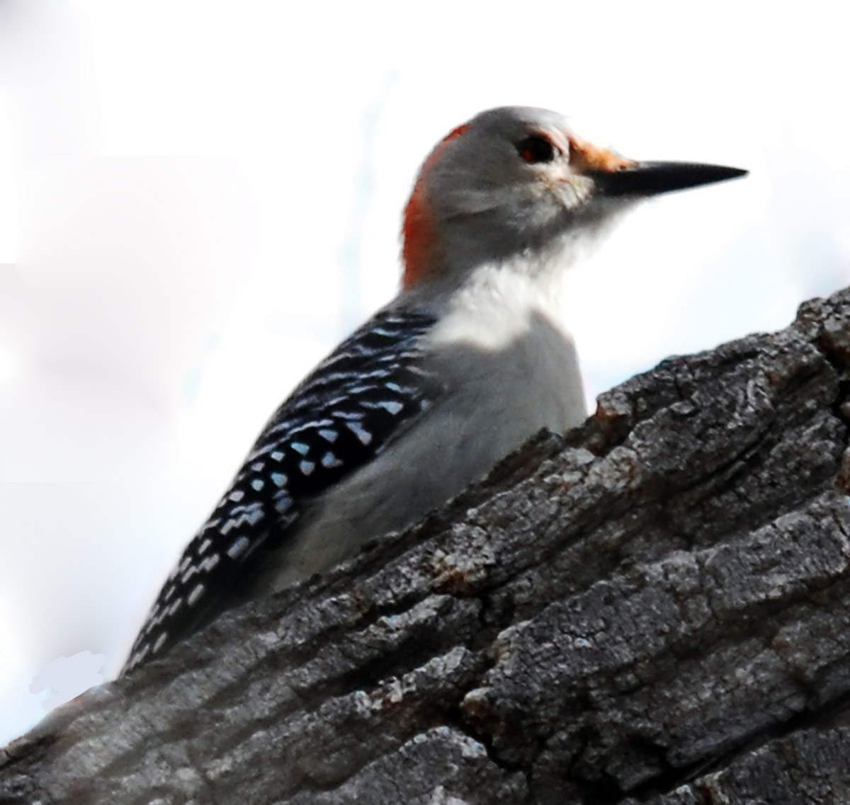 Red-bellied Woodpecker - Van Truan