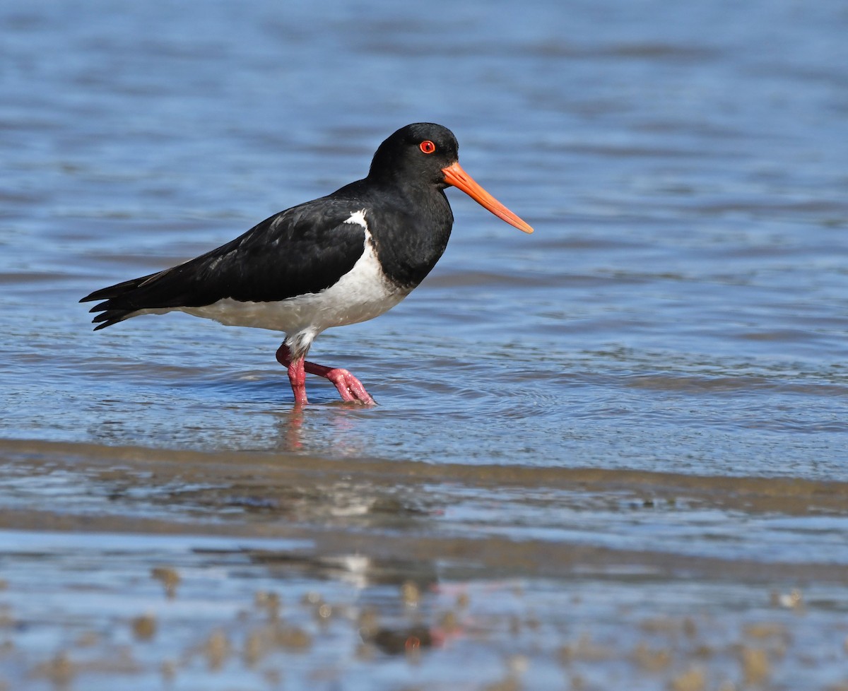 South Island Oystercatcher - ML198025741