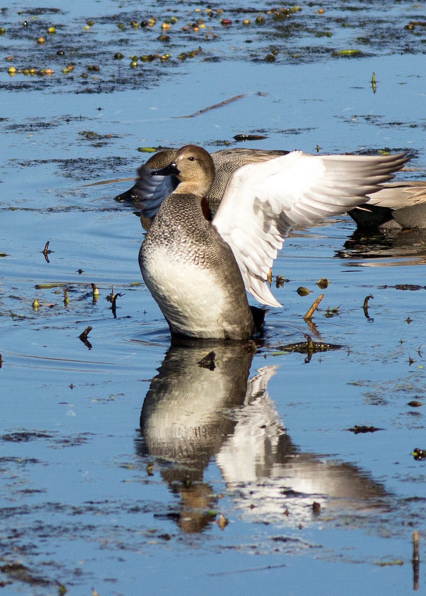 Gadwall - ML198025811