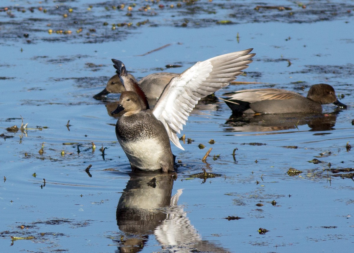 Gadwall - ML198025821