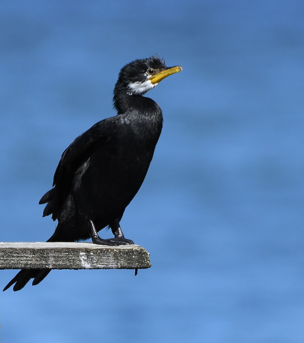 Little Pied Cormorant - ML198026021