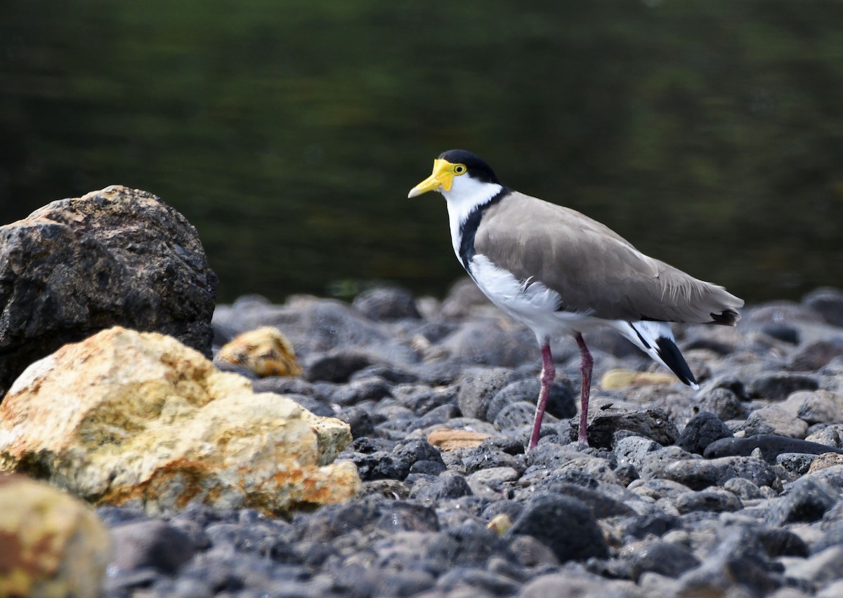 Masked Lapwing - ML198026061