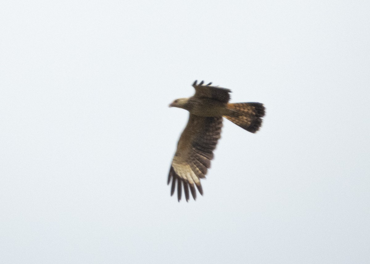 Yellow-headed Caracara - ML198026511