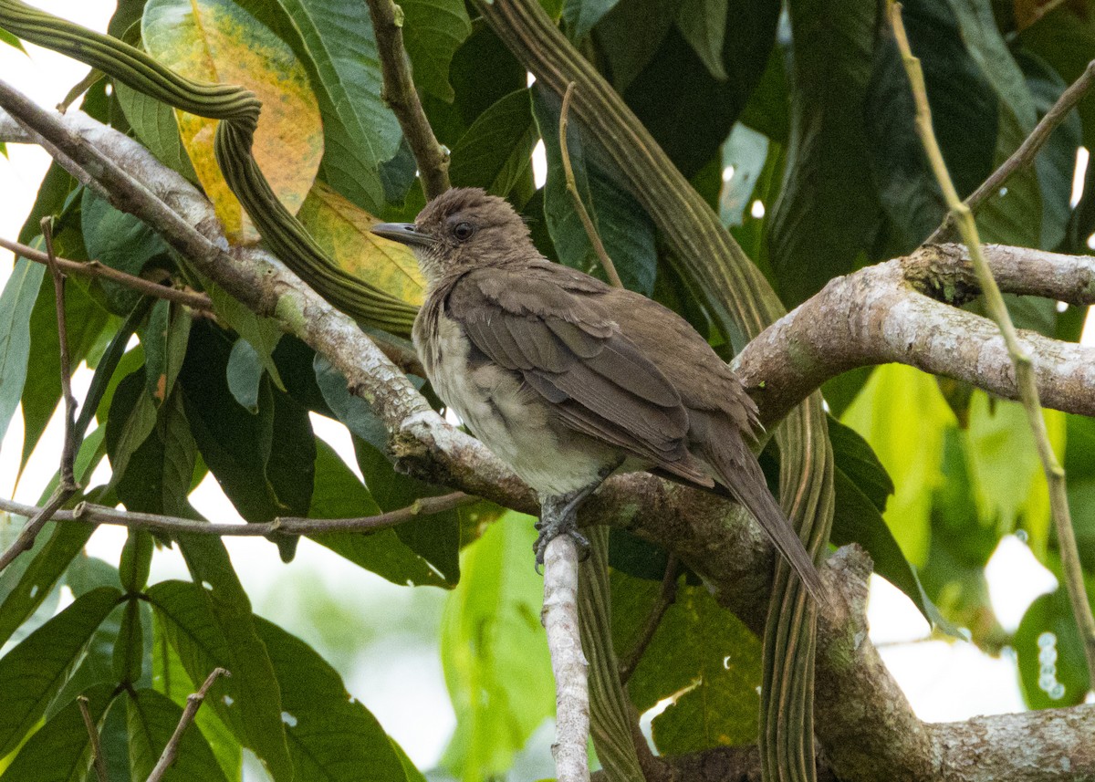 Black-billed Thrush - ML198026621