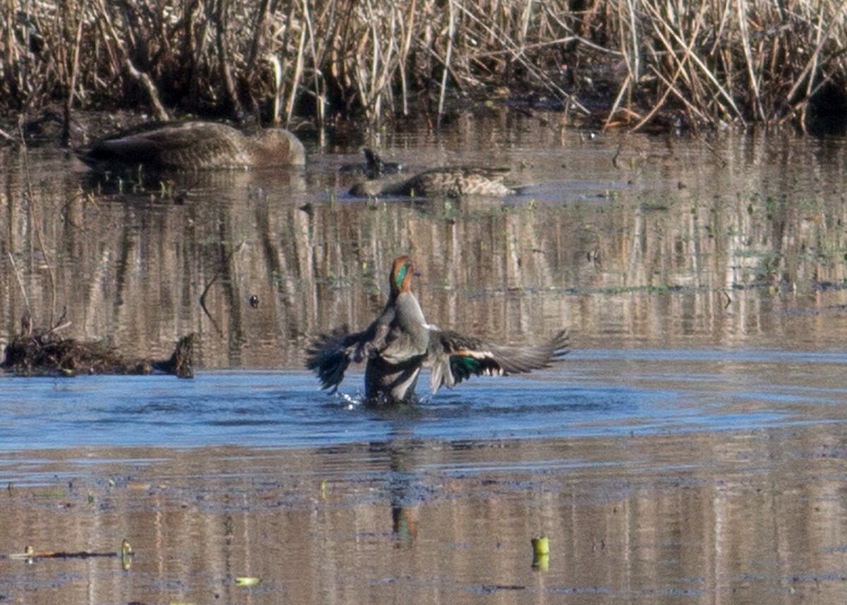 Green-winged Teal - ML198026741