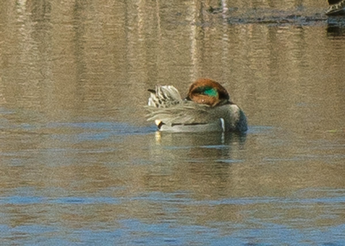 Green-winged Teal - ML198026991