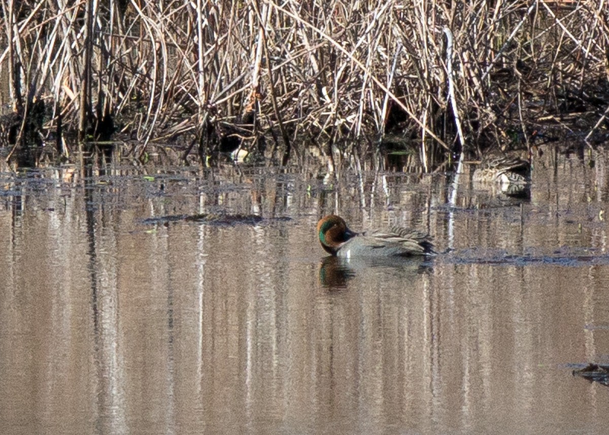 Green-winged Teal - ML198027001