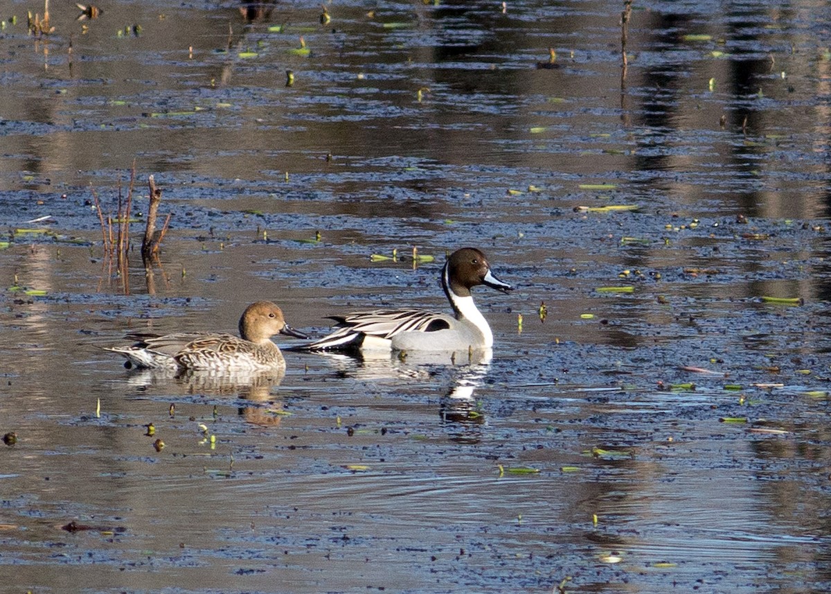 Northern Pintail - ML198027471