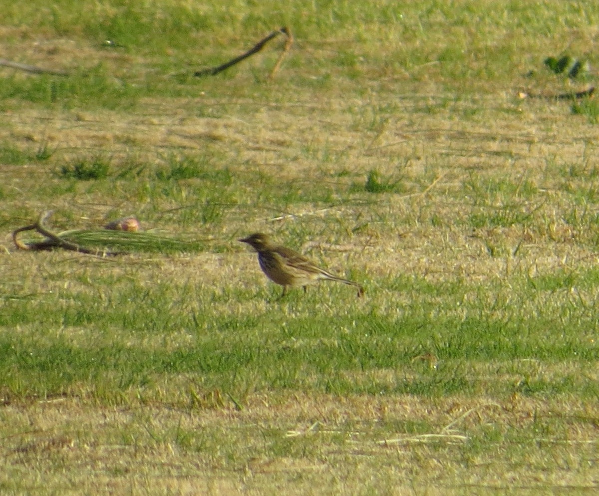 Pipit d'Amérique - ML198027751