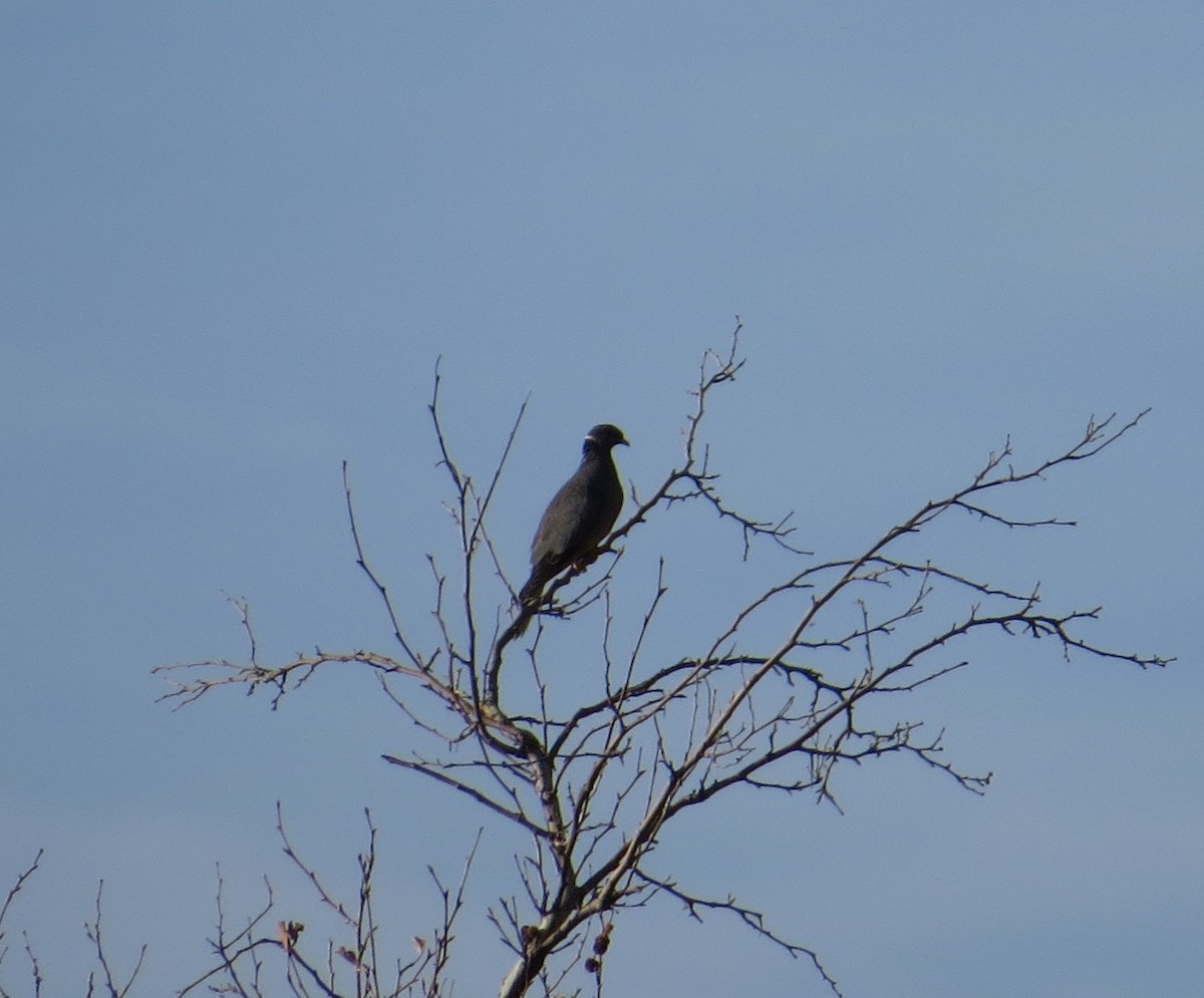 Band-tailed Pigeon - ML198027881