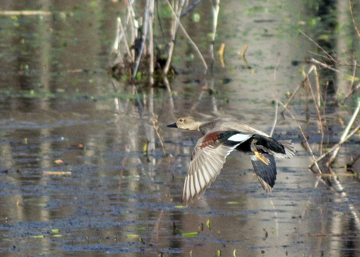 Gadwall - ML198028521