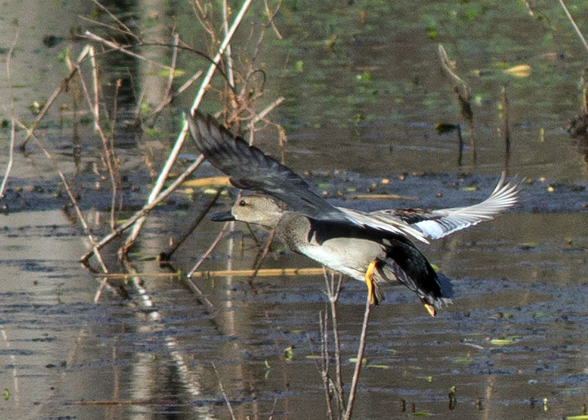 Gadwall - ML198028531