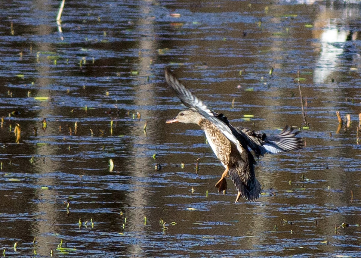 Gadwall - ML198028551