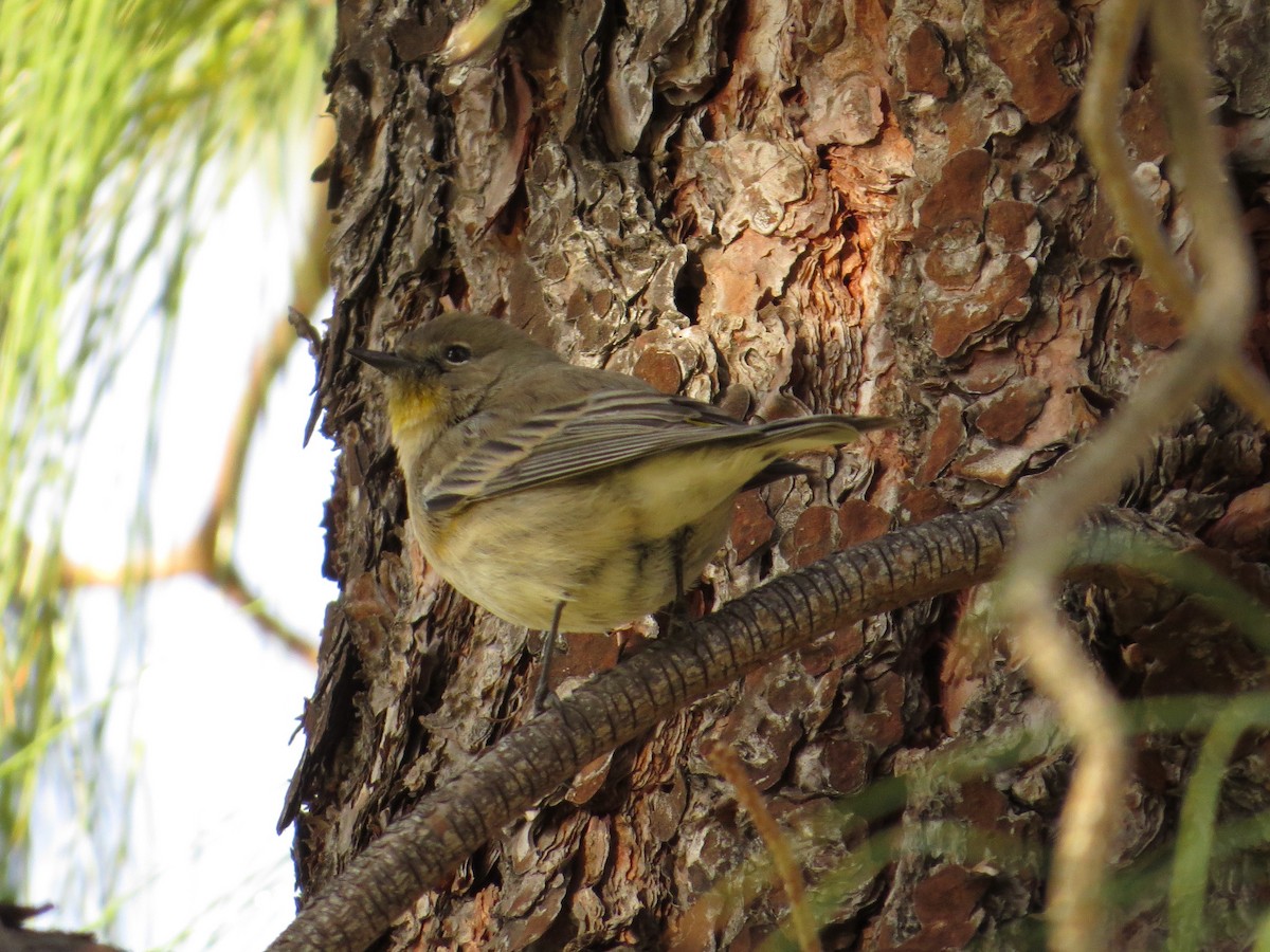 Yellow-rumped Warbler (Audubon's) - ML198029101