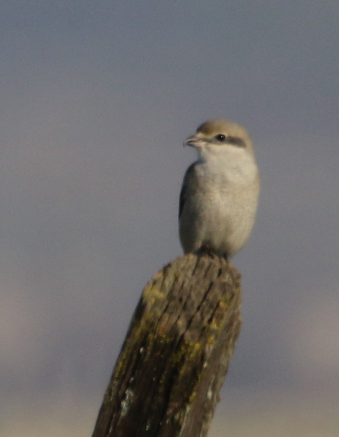 Northern Shrike - D Saxelby