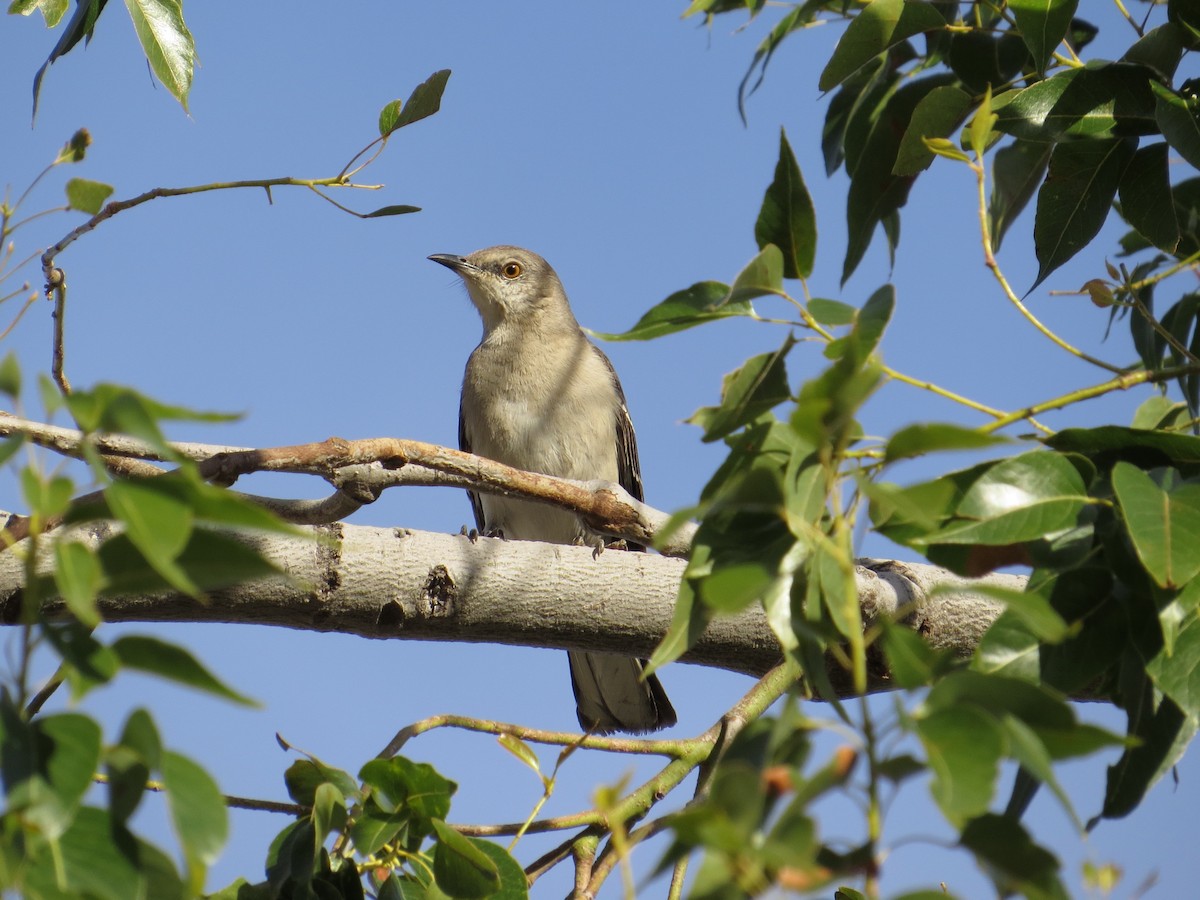 Northern Mockingbird - ML198029291