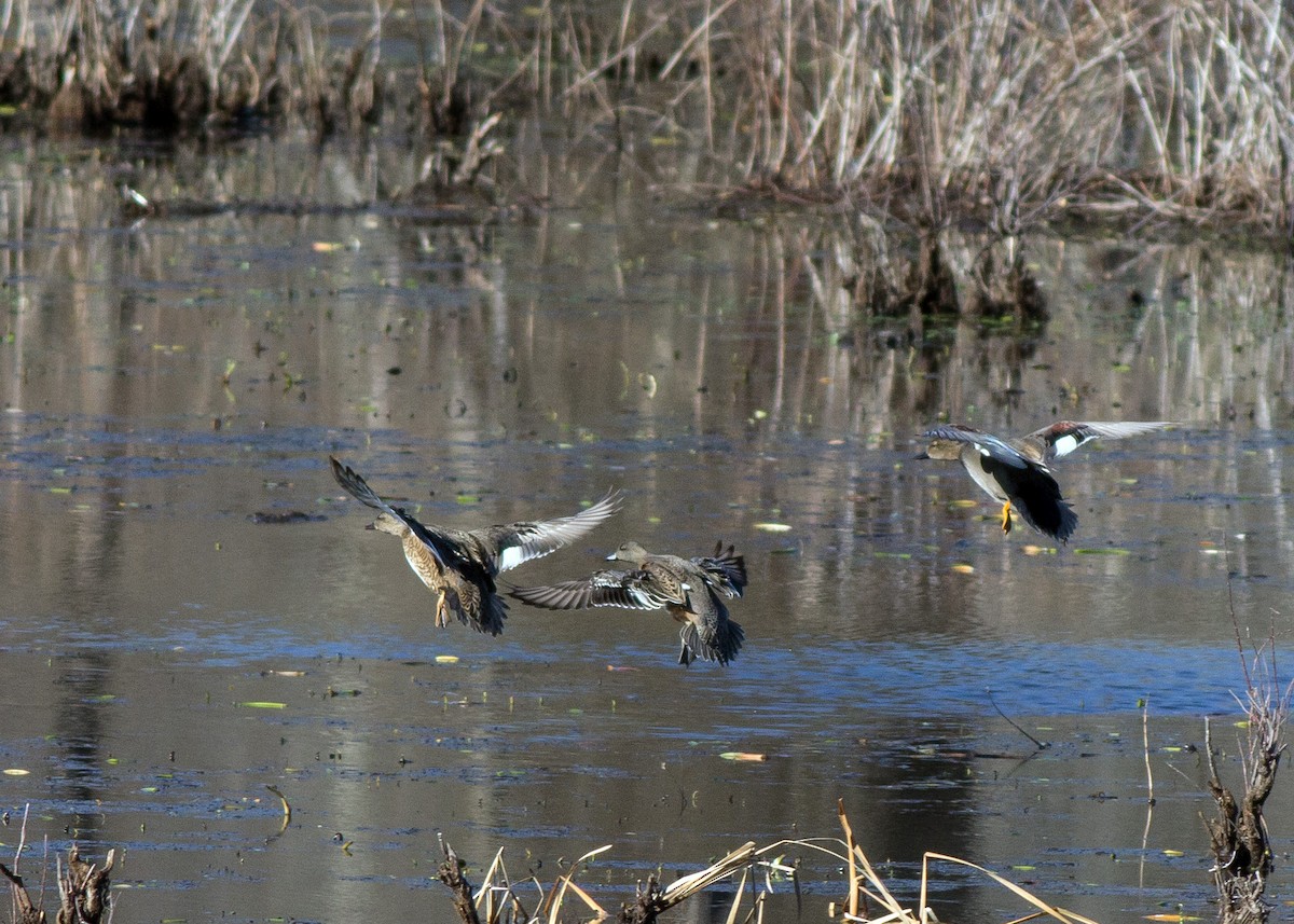 Gadwall - ML198029561