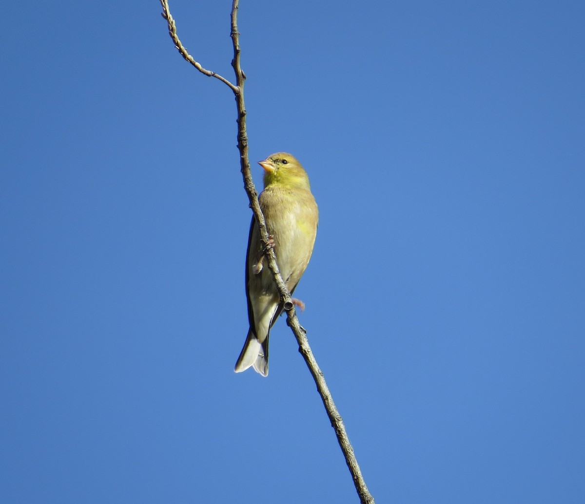 American Goldfinch - Brittany O'Connor