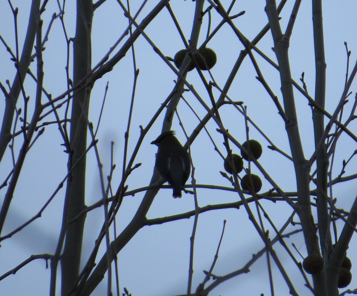 Cedar Waxwing - ML198029721