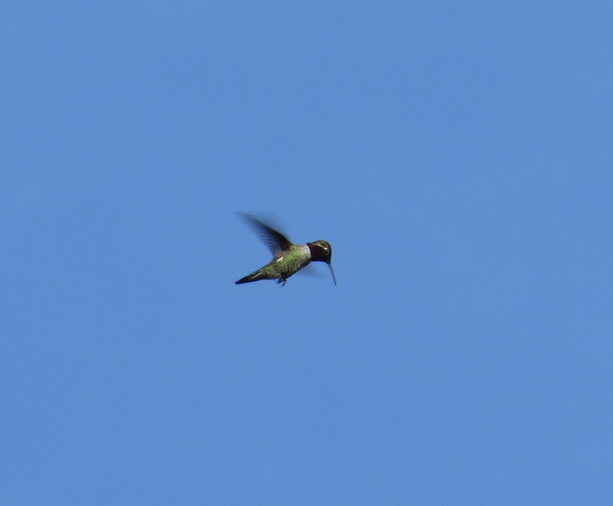 Anna's Hummingbird - ML198029731