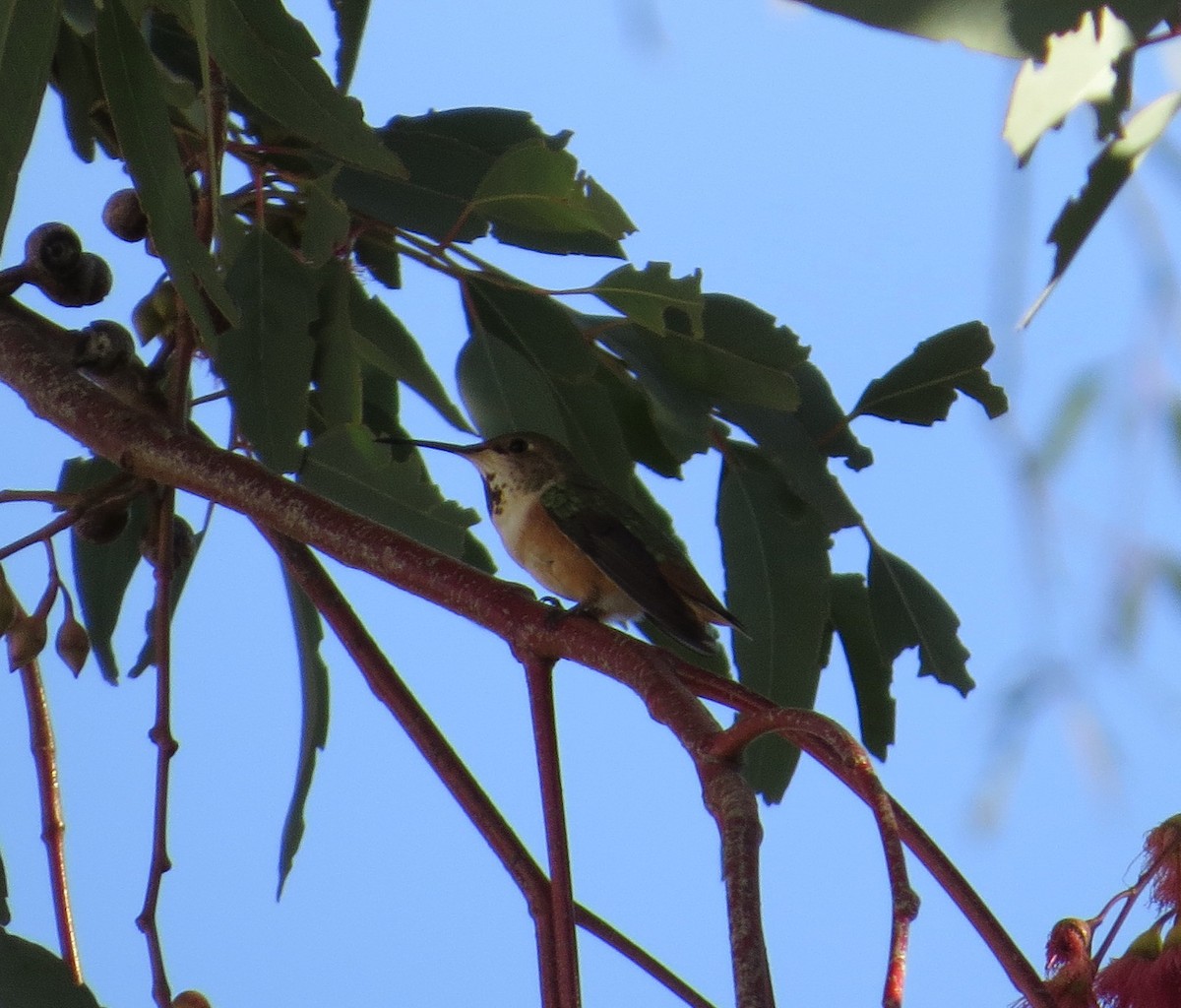 Allen's Hummingbird - ML198029761