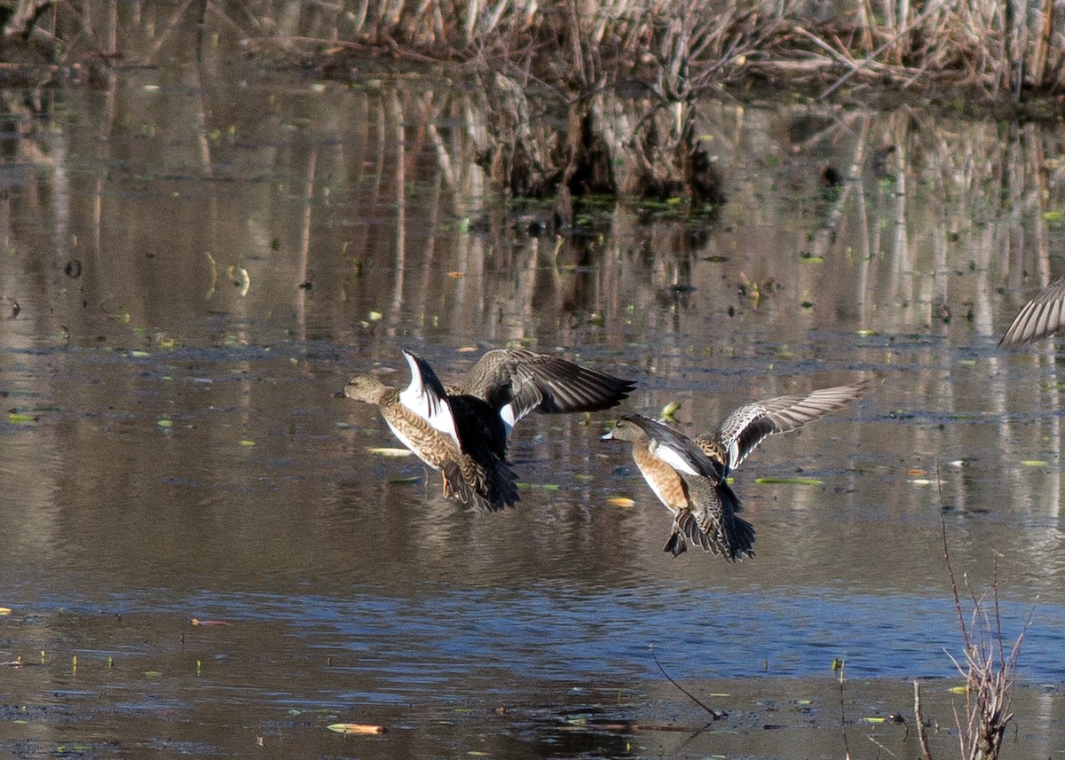 American Wigeon - ML198030021