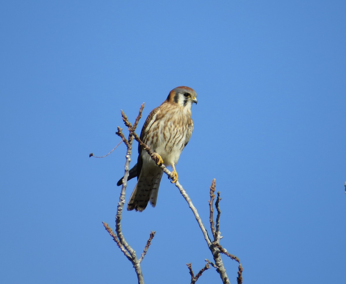 American Kestrel - ML198030231