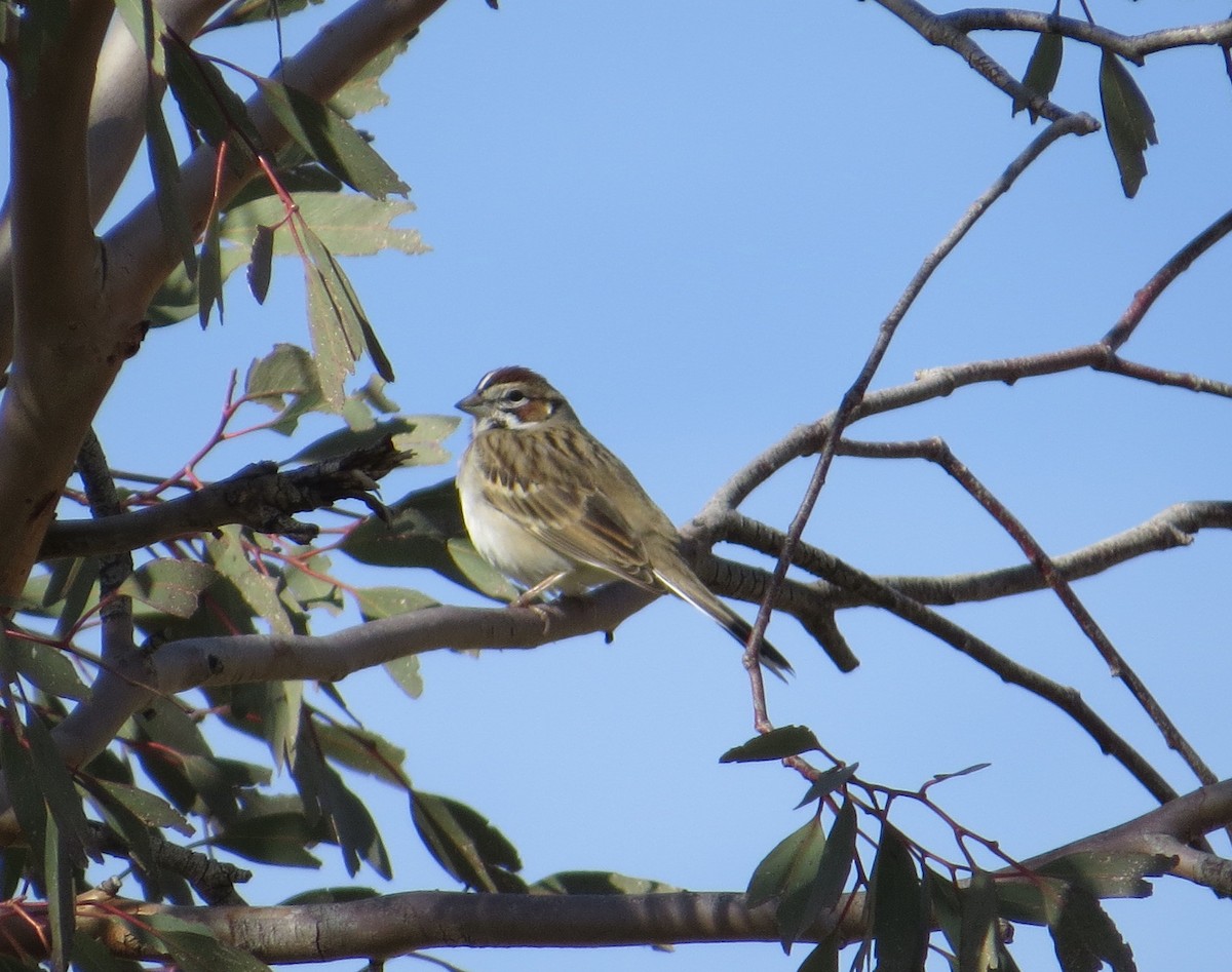 Lark Sparrow - ML198030661